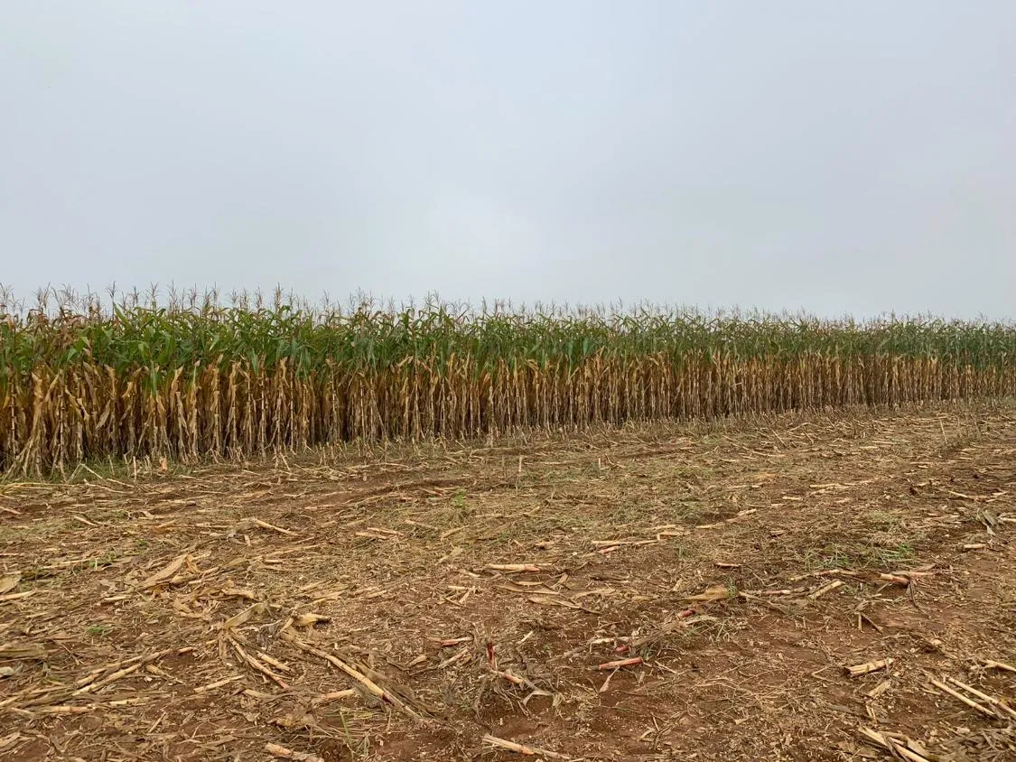 Imagem Vendo uma magnífica fazenda em Santo Antônio do Amparo/MG 318 hectares