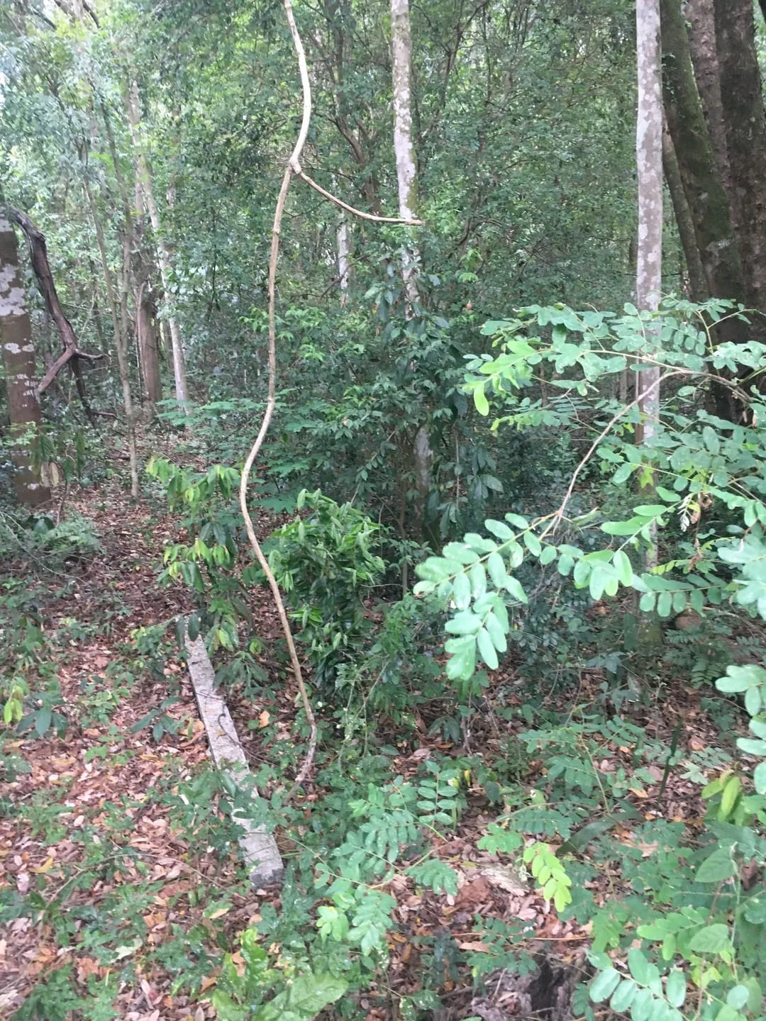 Imagem Terreno à venda 9 Quartos, 29773.51M², Bela Vista, Pindamonhangaba - SP
