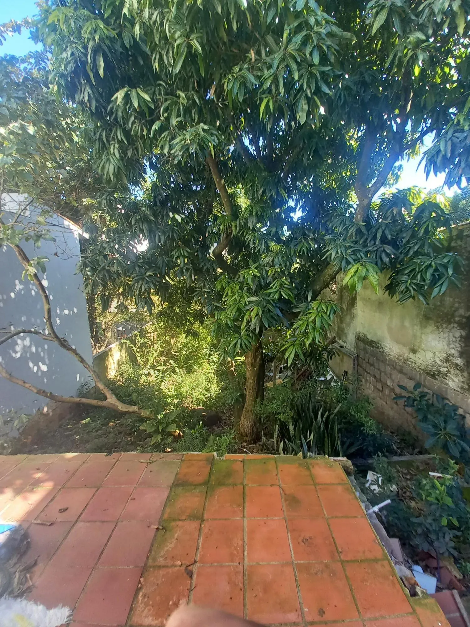 Imagem Casa/Terreno -
