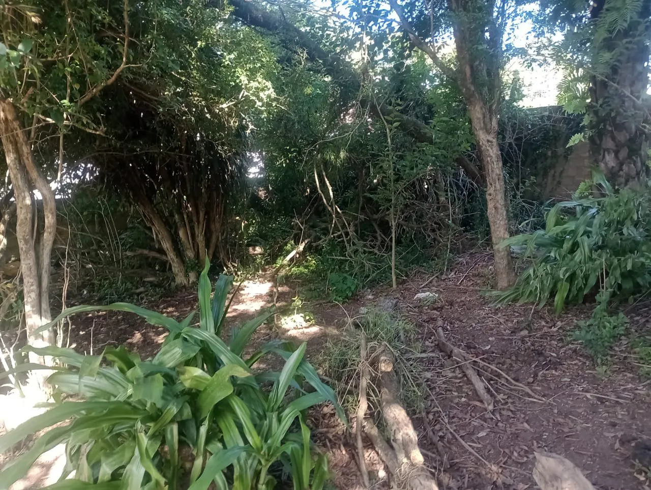 Imagem Terreno à Venda em São Lucas, Viamão