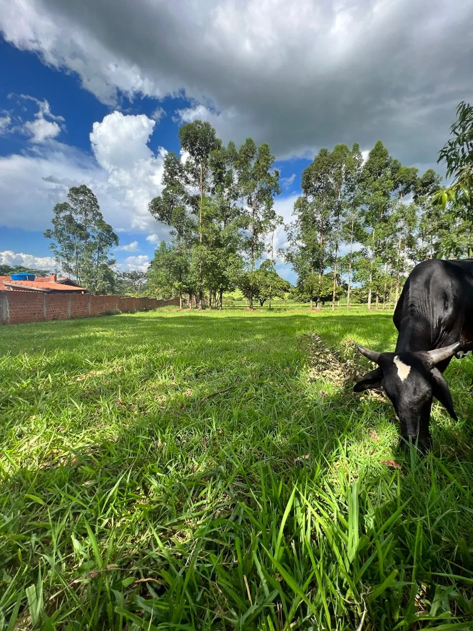 Imagem Chácara 20000m Umuarama-PR 344