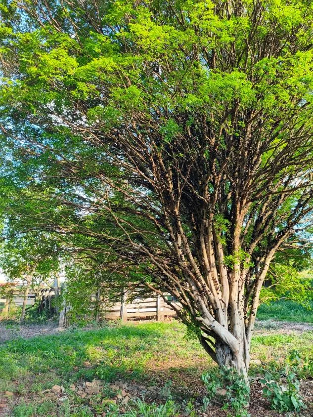 Imagem Vende-se Sítio na MG-050 ( São Sebastião d oeste ) 9,6 hectares de área