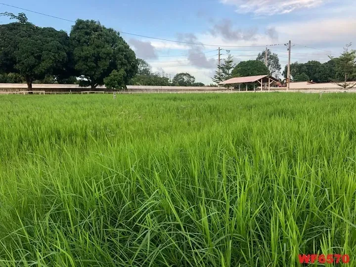 Imagem Sítio à Venda, 28.000 m² em Aquiraz - Aquiraz