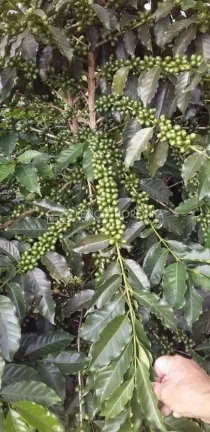 Imagem Fazenda a venda