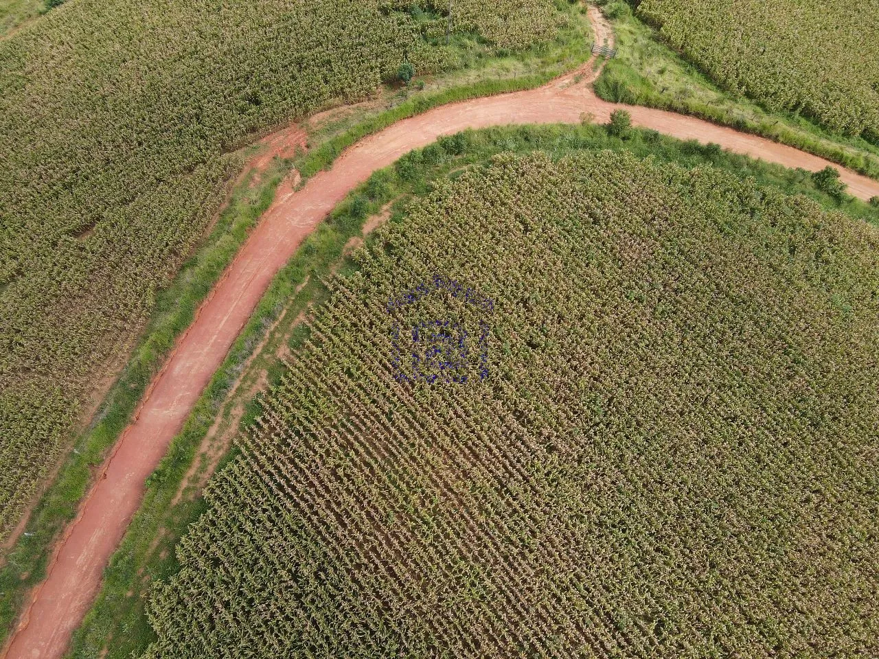 Imagem Fazenda 48 m² à venda em Roseira, Bandeira do Sul