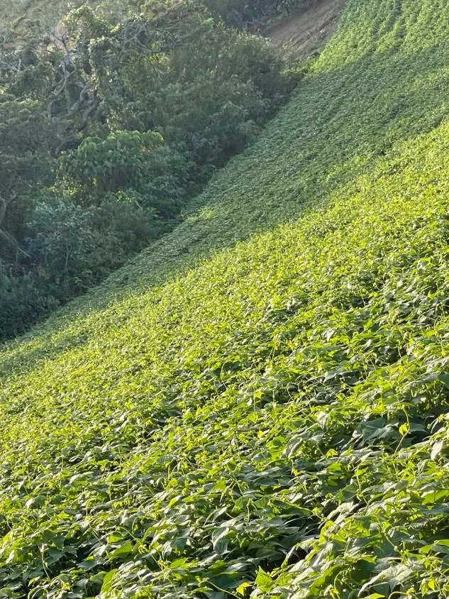 Imagem FAZENDA À VENDA - ENTRE RIOS DE MINAS 500 hectares de terra