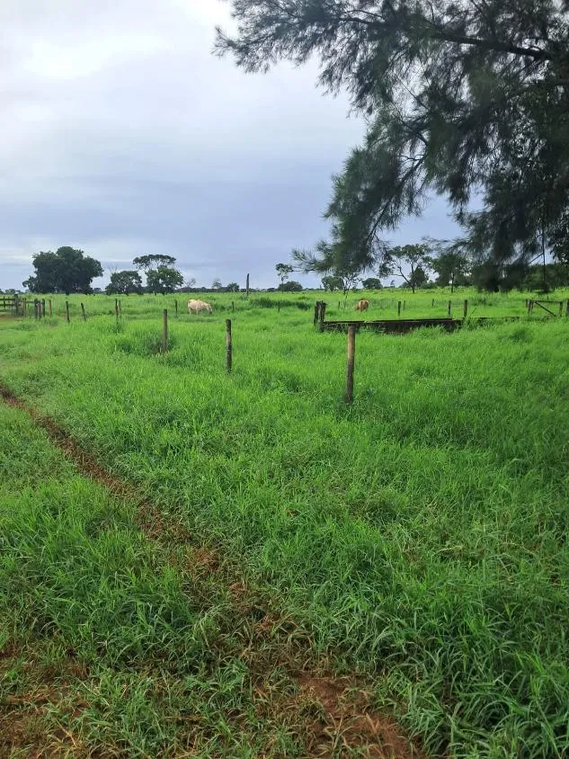 Imagem FAZENDA a venda 95ha em CURVELO/MG