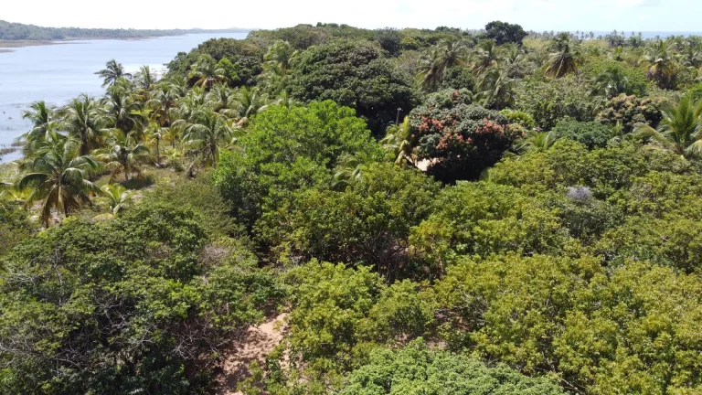 Imagem Glebas na Ponta da Baleia