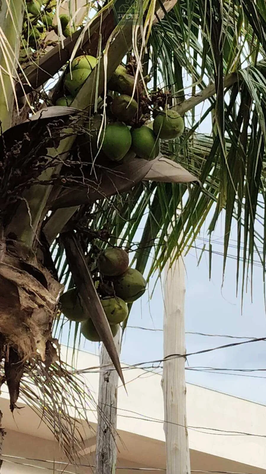 Imagem Chácara a venda no Bairro Jaboticabal em Socorro-SP.