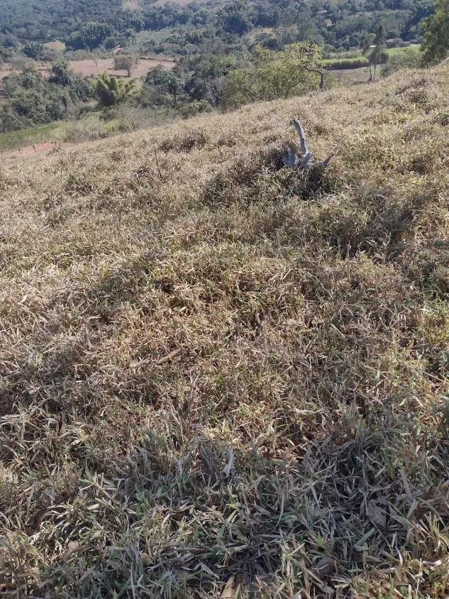 Imagem Terreno à Venda em Crucilândia 3 Hectares de terra