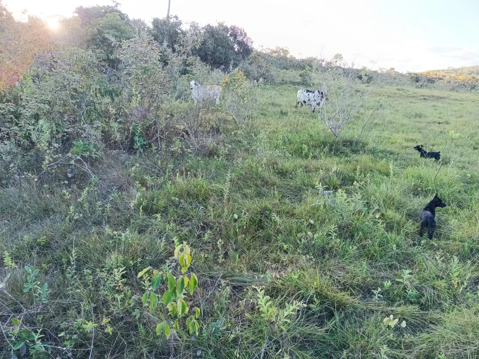 Imagem Fazenda à Venda, 247 HA em Samambaia Sul - Brasília