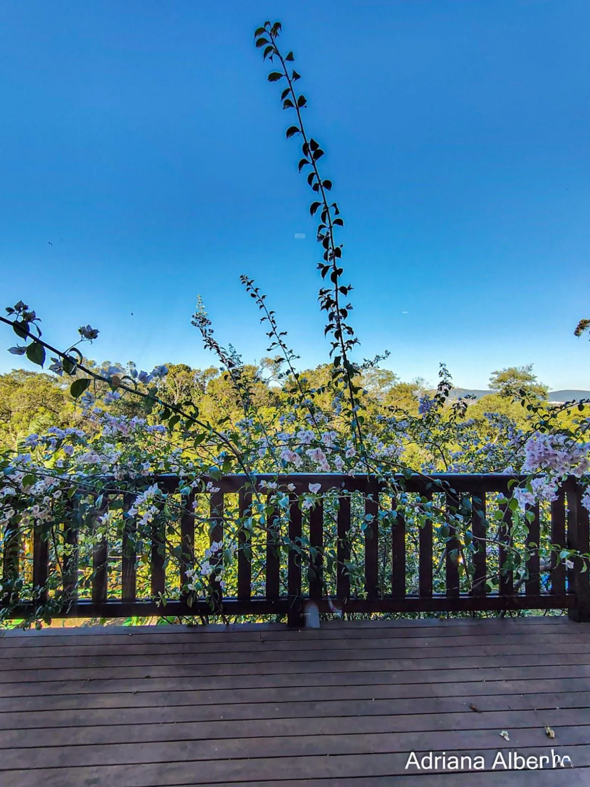 Imagem Casa estilo sítio no Alphaville Porto Alegre | Lago com carpas, pomar e vista permanente para o verde