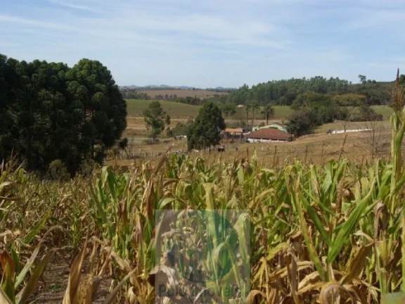 Imagem SÍTIO A VENDA 66,5 HECTARES para GRÃOS E GADO, JACUÍ MG