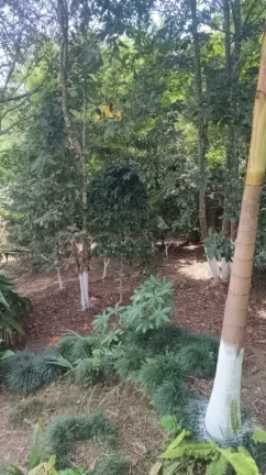 Imagem Chácara com 2 dormitórios à venda, 1470 m² por R$ 450.000,00 - Chácaras São Judas Tadeu - Suzano/SP