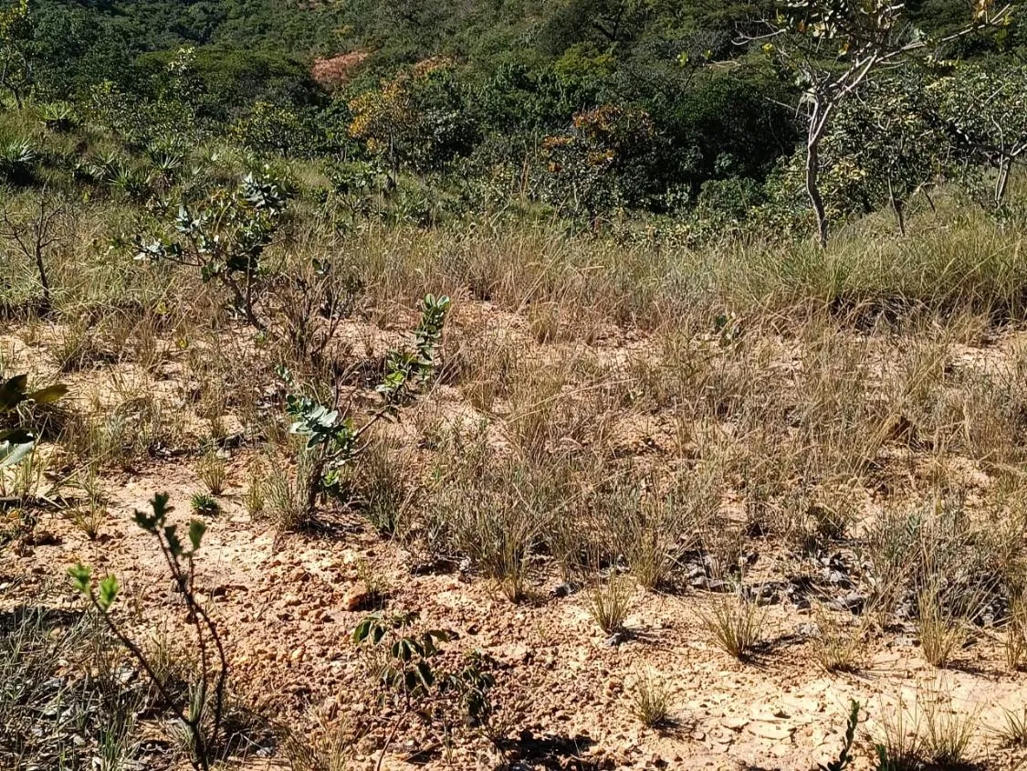 Imagem FAZENDA À VENDA EM SANTANA DO PIRAPAMA ? MG , com 338 hectares de terra