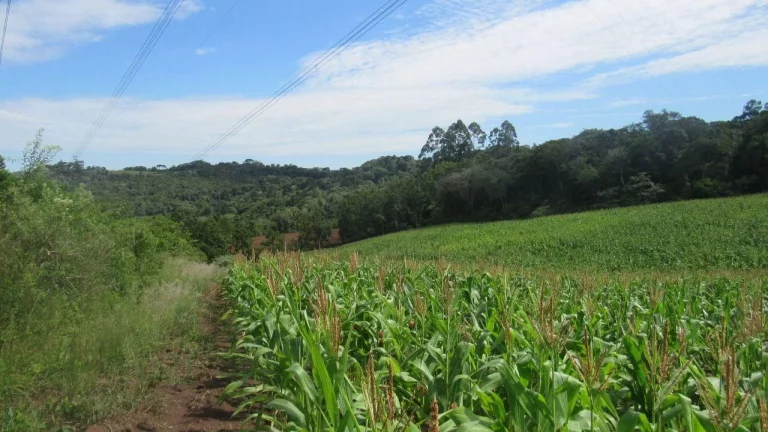 Imagem Área Agrícola para Venda em Concórdia, Rural