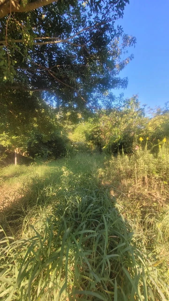 Imagem Terreno 13x30 no Leteamento Vista Alegre em Cachoeirinha