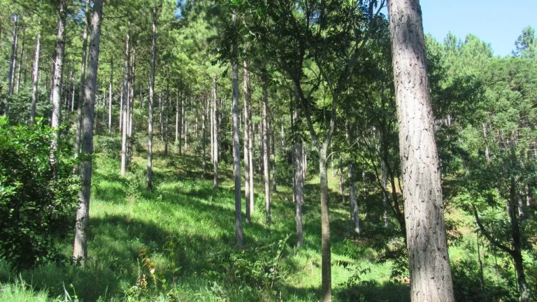 Imagem Área Agrícola para Venda em Jaborá, Rural