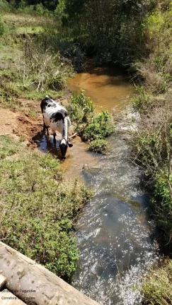 Imagem SITIO RURAL em BANDEIRA DO SUL - MG, Sitio Capituvas