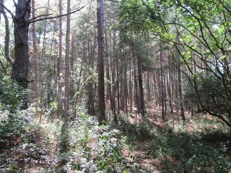 Imagem Área 53851,44 m² no Beco da Paixão Bairro Lomba do Pinheiro