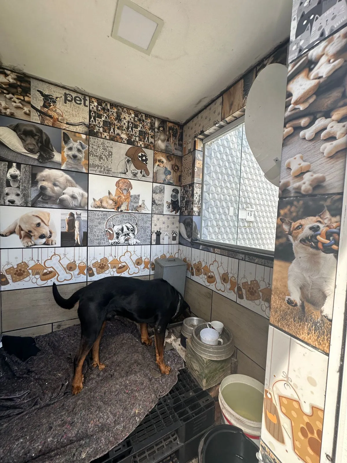 Imagem Casa com piscina e 3 quartos à venda em Cachoeirinha