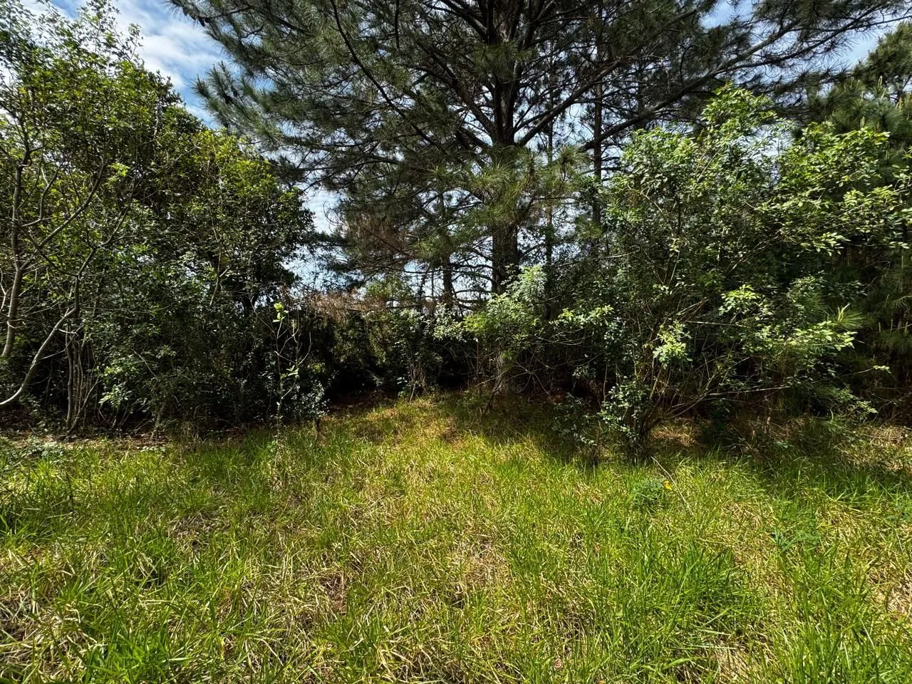 Imagem Terreno de 1 Hectare à Venda em Osório - Estrada do Mar de frente, RS com laudo Ambiental.