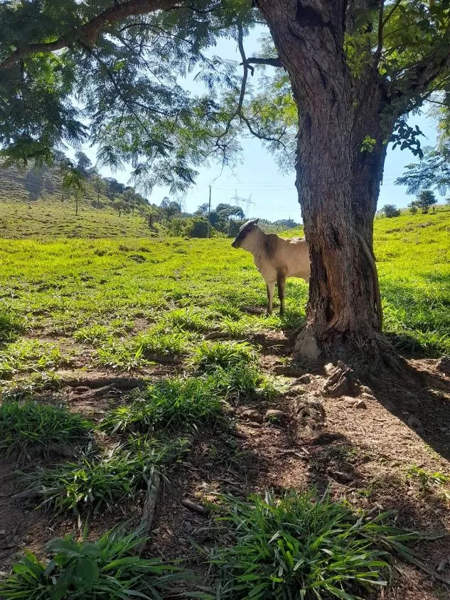 Imagem Vendo excelente sítio em Bonfim/MG ,com 9 hectares de área total (90.000 m²),