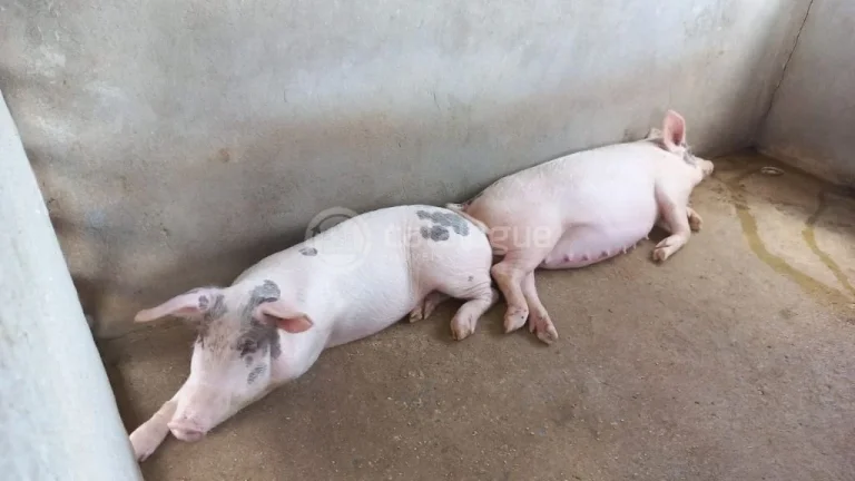 Imagem Fazenda à venda em Jandaíra - 300 hectares com alto potencial produtivo