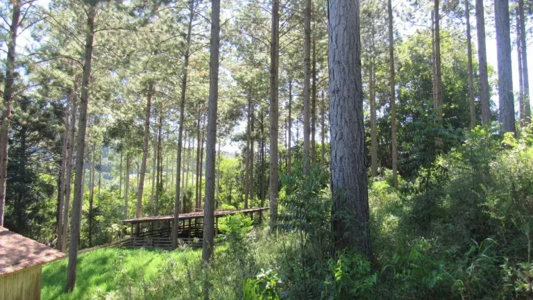 Imagem Área Agrícola para Venda em Jaborá, Rural