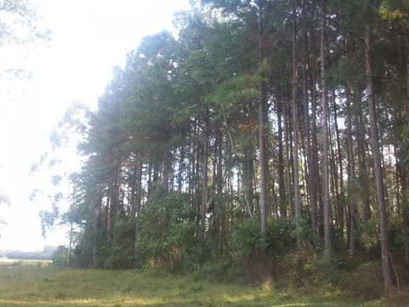 Terreno à Venda, 70.000 m² em Morro Chato - Turvo