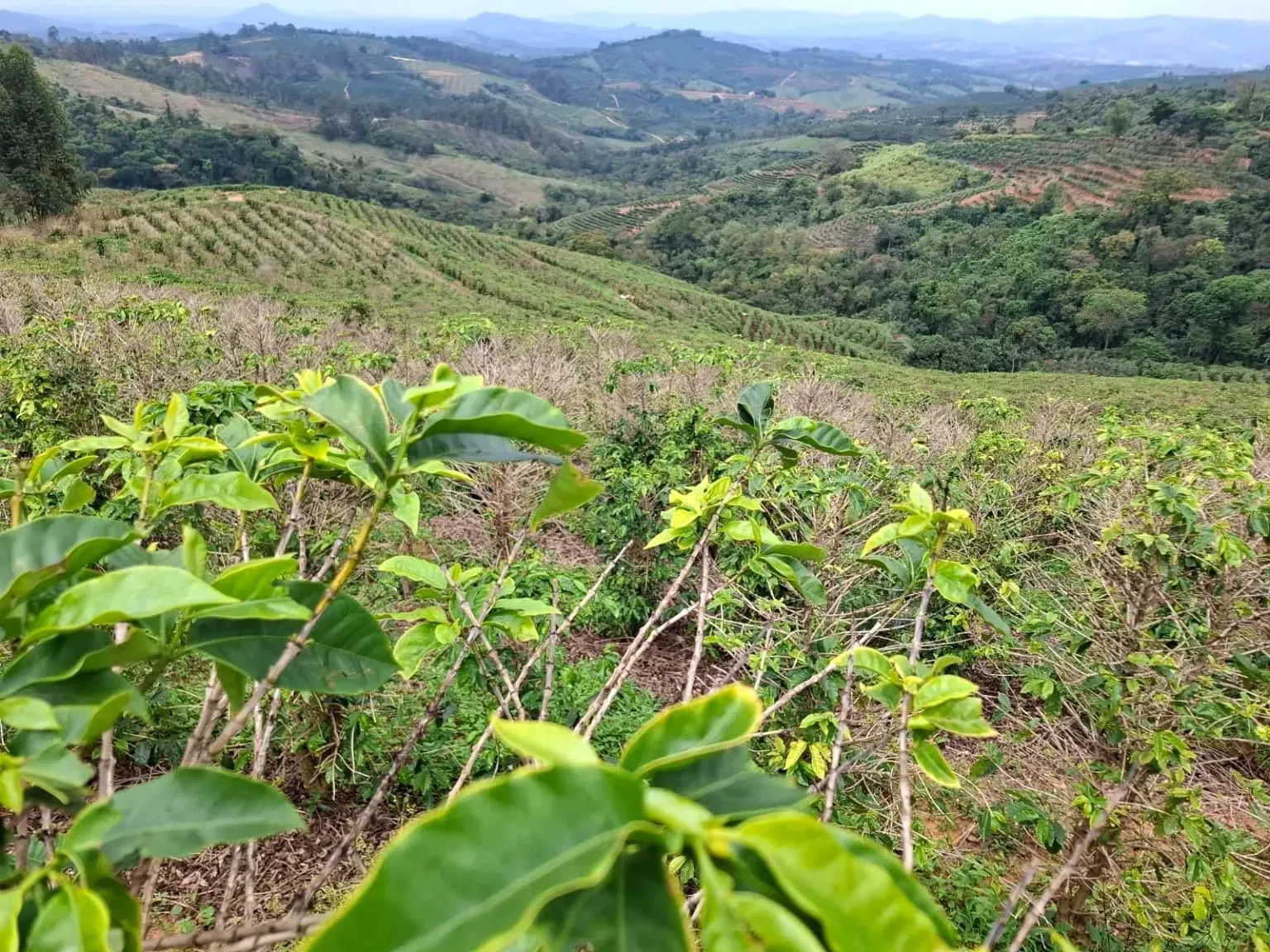 Imagem Sítio à Venda, 13 alqueireSP em Zona Rural - Caconde