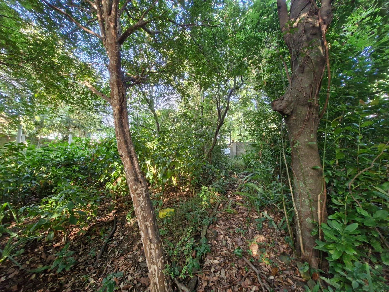 Imagem Terreno em Teresópolis