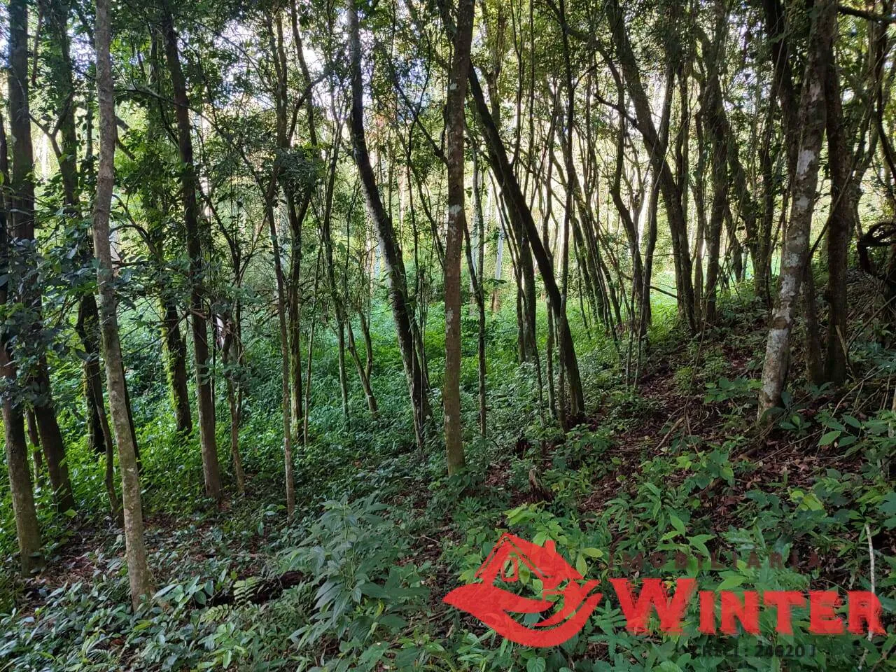 Imagem Áea de terras com 2,8 hectares em Bom Princípio.
