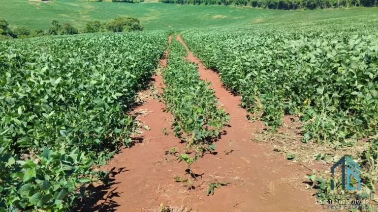 Imagem Fazenda com 57 alqueires (plantando 46) Solo roxo alta fertilidade, Engenheiro Beltrão PR