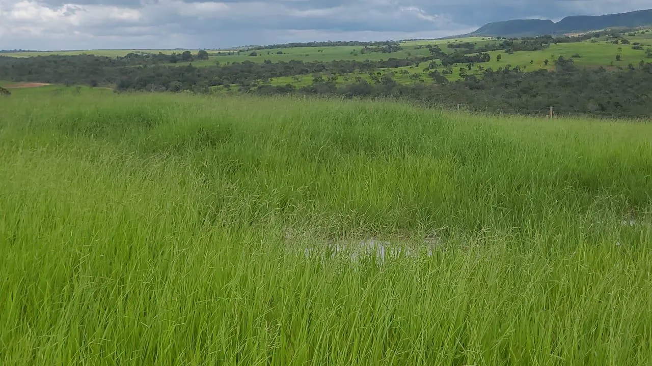 Foto do imóvel FAZENDA À VENDA - SÃO GONÇALO DO ABAETÉ (MG) 1.250 hectares de área total.