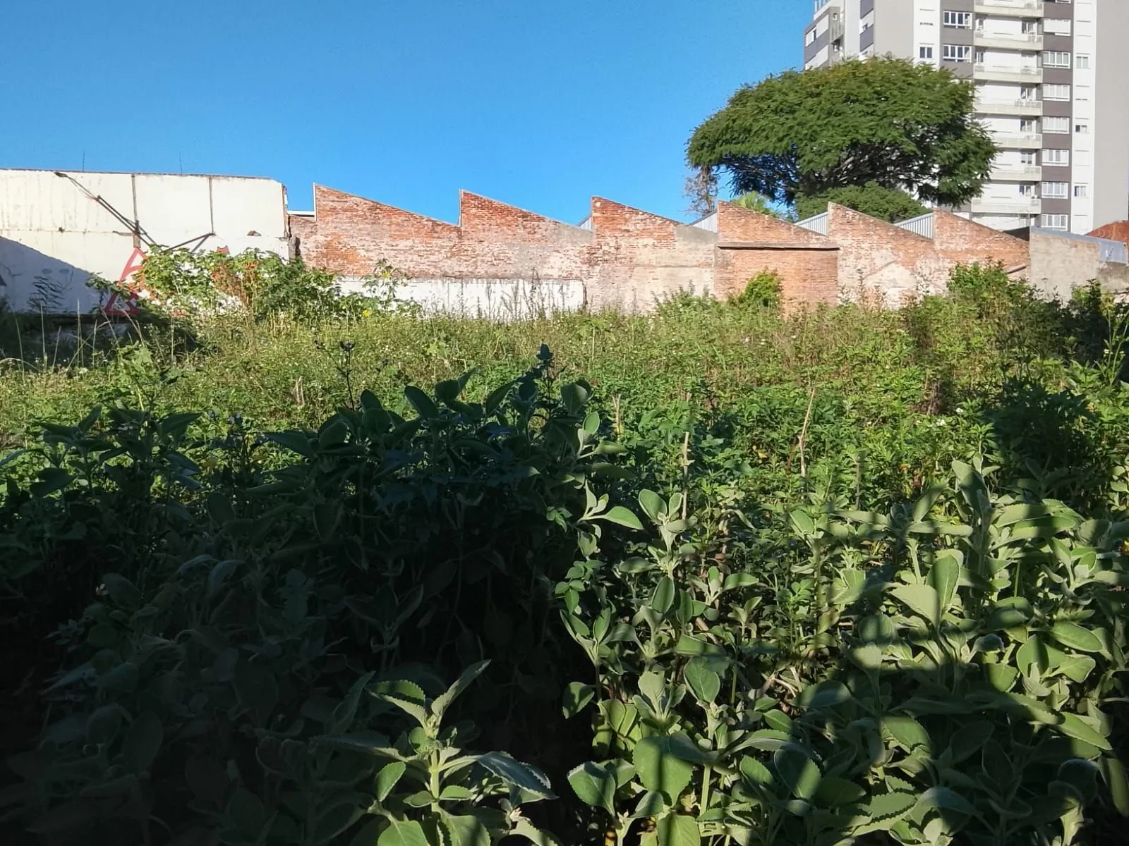 Imagem 4 Terrenos residencial ou comercial, com tapume na frente, desinpedido sem muros intermediários total de 1.126,81 m²