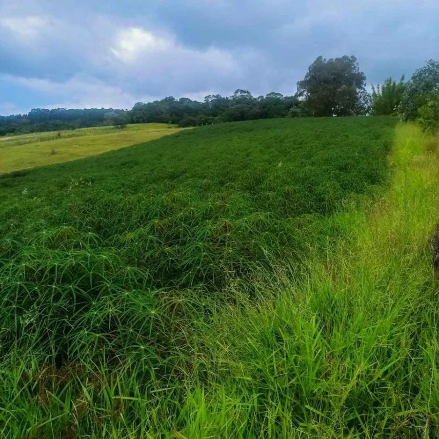 Imagem Chácara para Venda em Novo Hamburgo / RS no bairro Lomba Grande