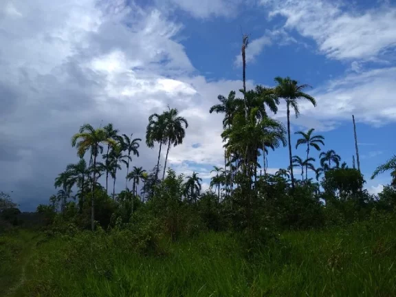 Imagem Oportunidade de adquirir uma grande área , em Rio Preto da Eva . com 15 mil hectares , escriturado e registrado