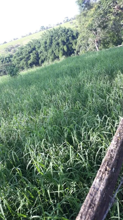 Imagem FAZENDA À VENDA - LUZ (MG) 60 hectares de área total,
