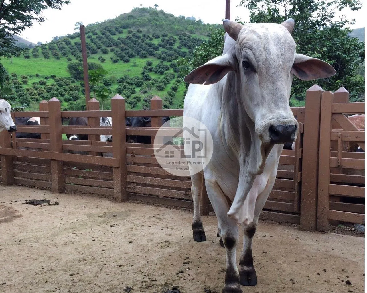 Foto do imóvel Fazenda/Sítios/Chácaras de 480000m² no bairro Carmo, em Carmo