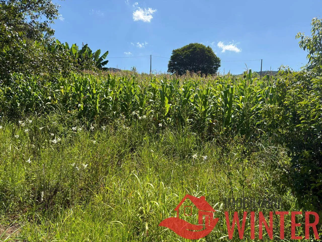 Imagem Terreno no Loteamento Terra Nobre, em Bom Principio