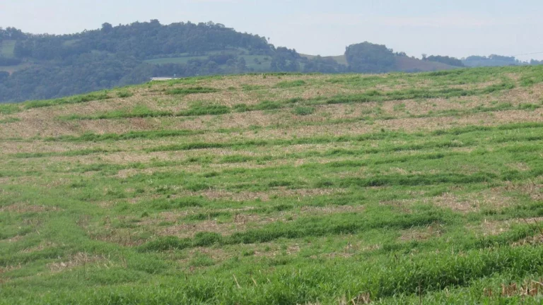 Imagem Área Agrícola para Venda em Concórdia, Rancho Grande