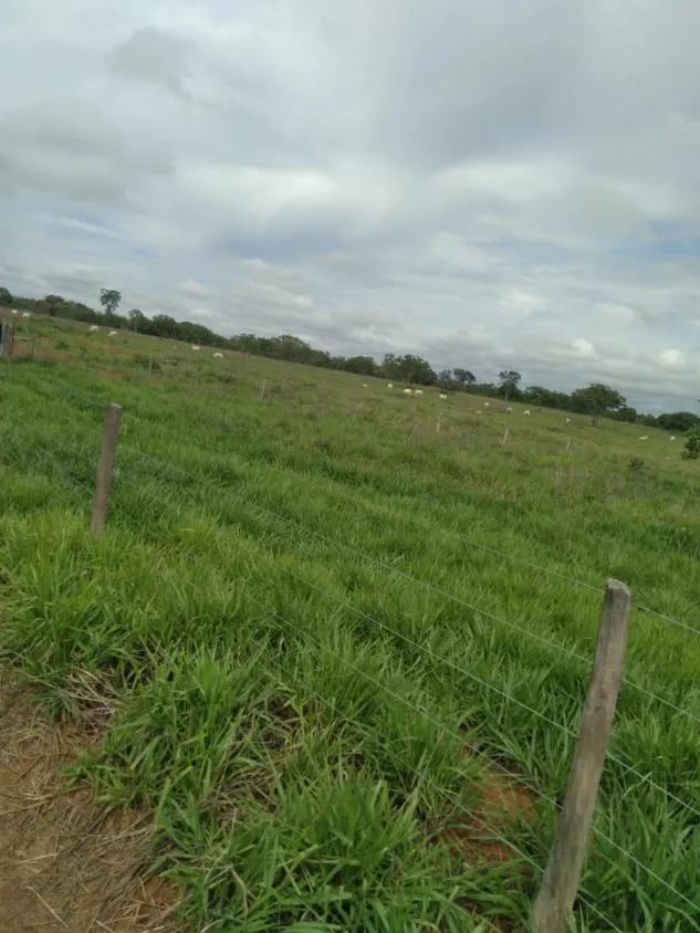 Imagem FAZENDA À VENDA - MORRO DA GARÇA / CORINTO (MG) 113 hectares de terra