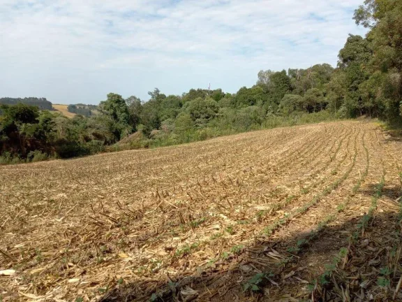 Imagem Sítio para Venda em Antônio Olinto, Cantagalo, 3 dormitórios, 1 banheiro