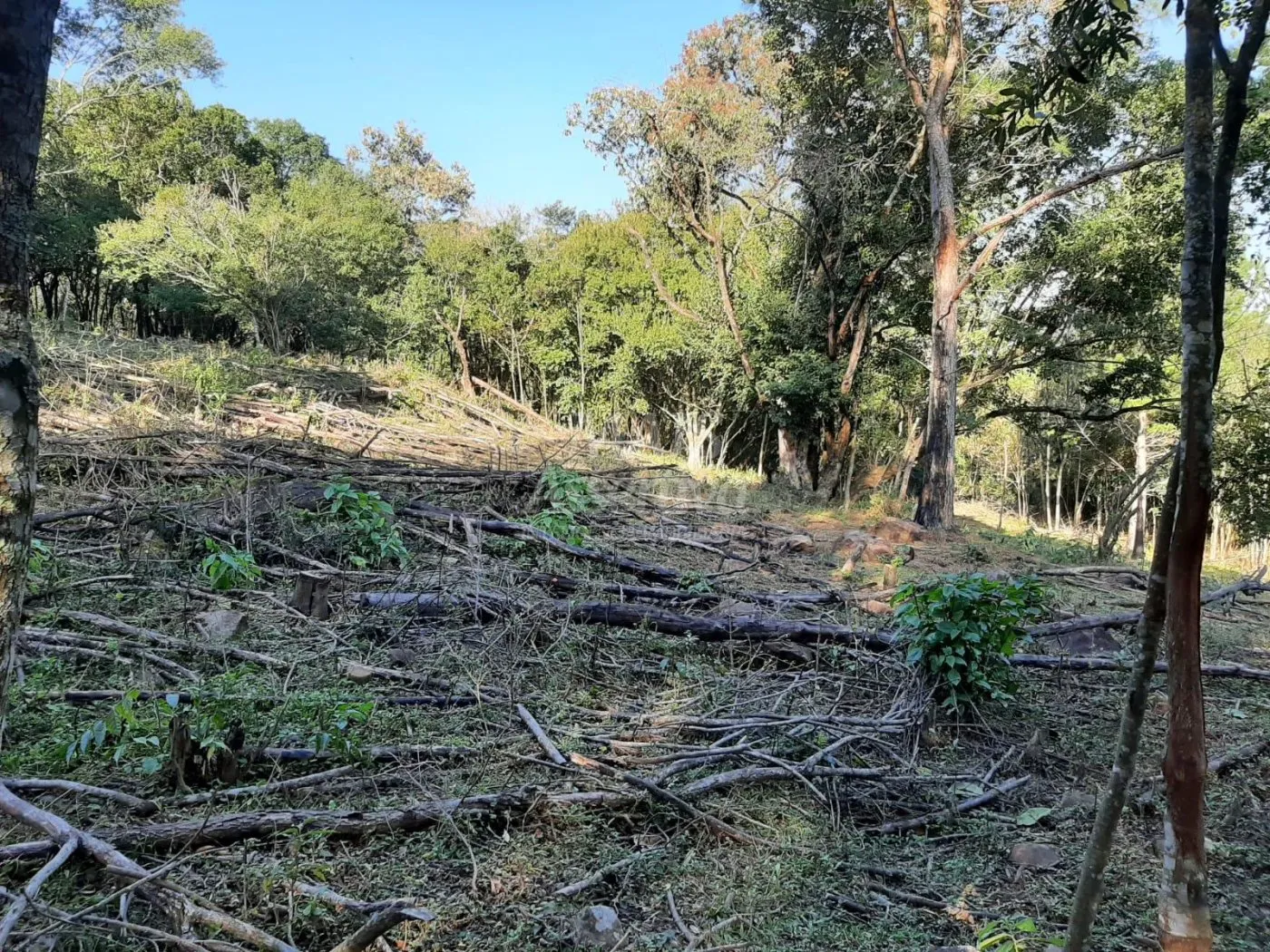 Imagem Área de 10 hectares para venda em São Francisco de Paula