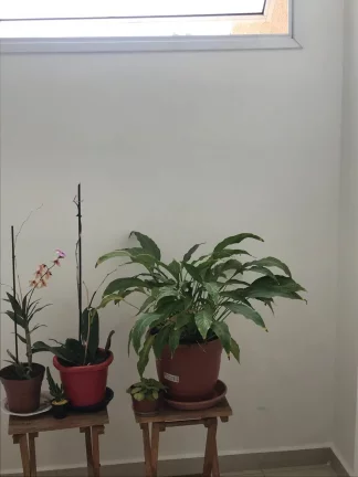 Imagem Apartamento 2 quartos - Massimo Residence - Vila Odim Antão