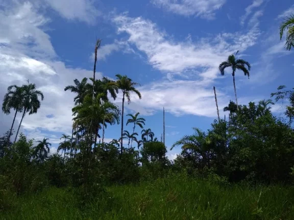 Imagem Oportunidade de adquirir uma grande área , em Rio Preto da Eva . com 15 mil hectares , escriturado e registrado