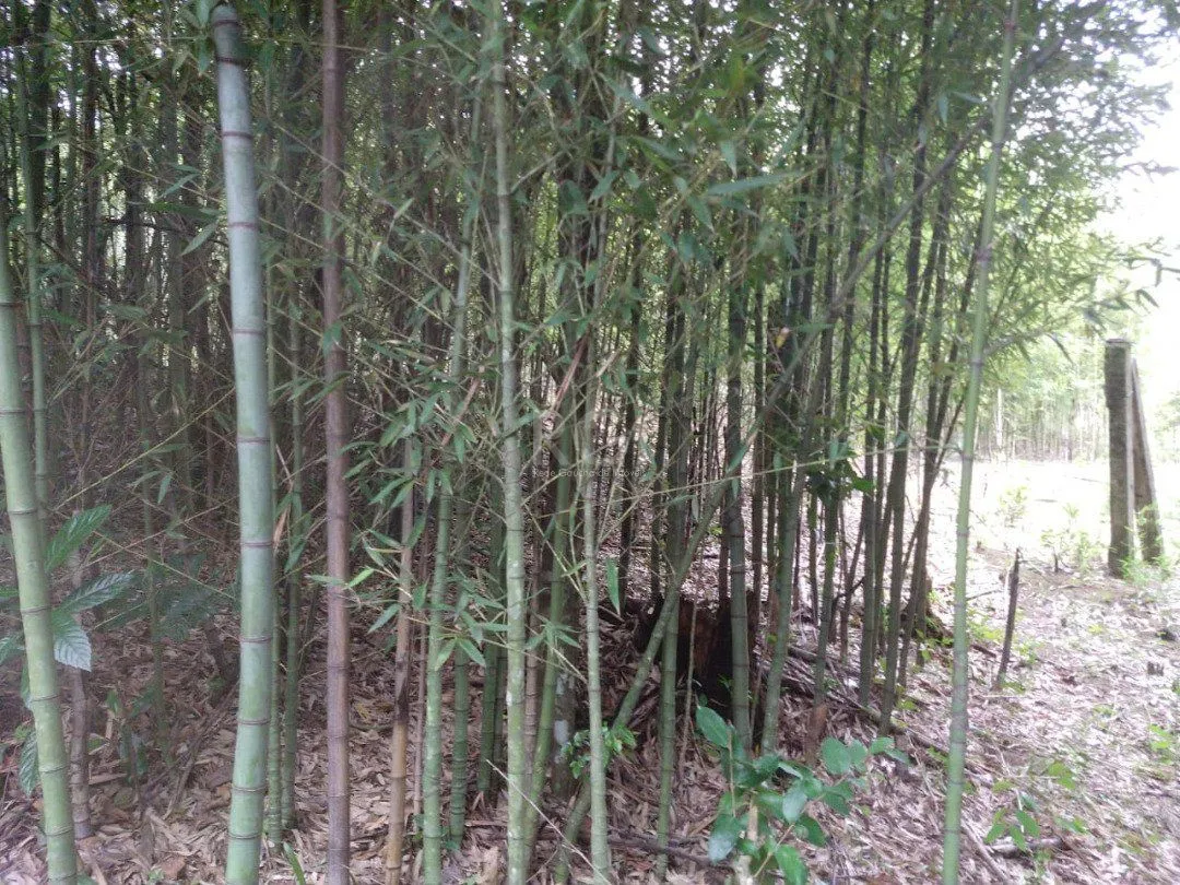Imagem Área para Venda - 11,39ha, bairro Belém Velho