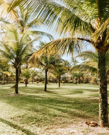 Imagem ÁREA FRENTE MAR - SERRA GRANDE