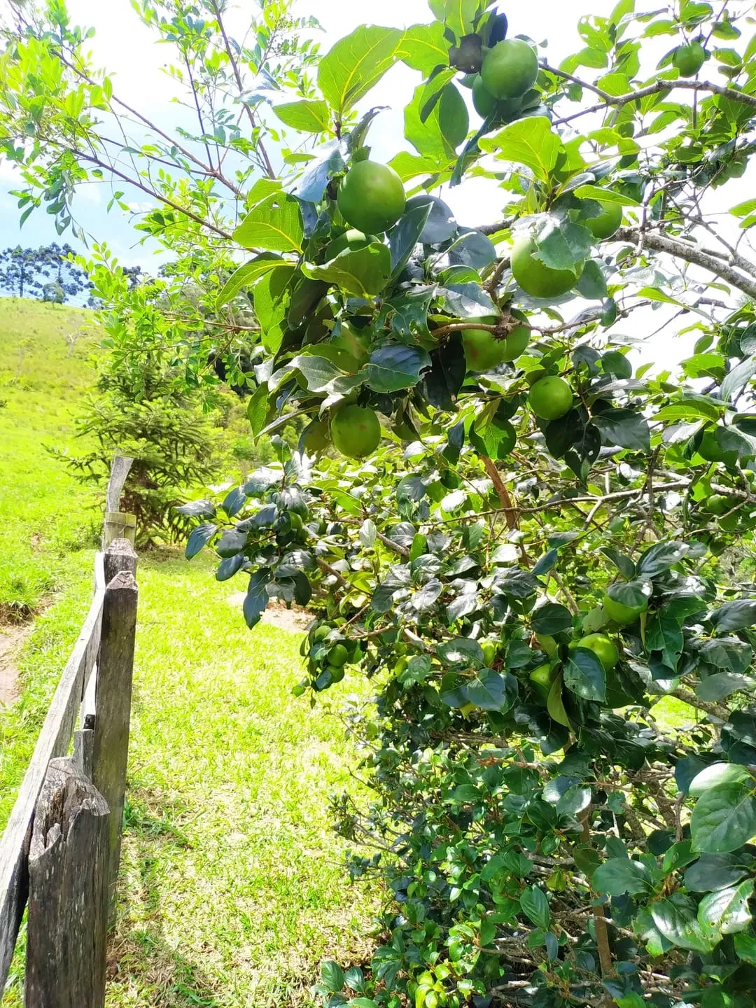 Imagem Chácara à venda 3 Quartos, 1 Suite, 1 Vaga, 121000M², Bairro dos Macacos, Silveiras - SP